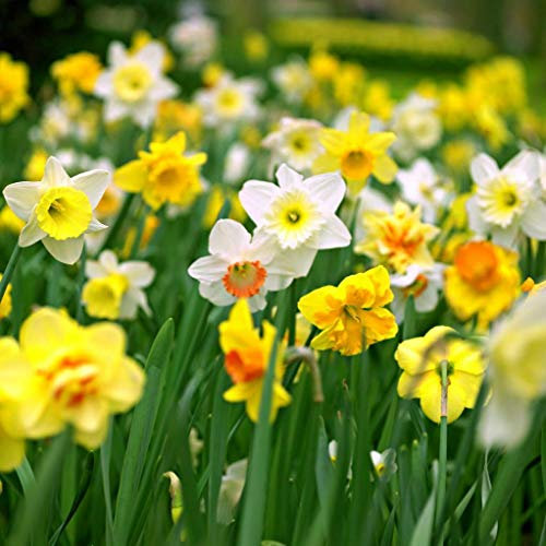 15/20 Dwarf Daffodil Narcissus Mix Garden Bulb Autumn Growing Spring Flowering Corm