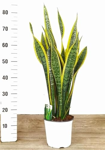 POWERS TO FLOWERS - SANSEVERIA LAURENTII XXL, VASO 21CM DIAMETRO, ALTEZZA 70/80, pianta vera
