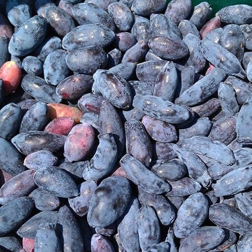 Zojka Sibirische Blaubeere Haskap Beere Lonicera kamtschatica Haskap Beere ca. 20-40 cm