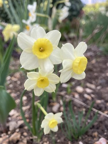 10 Bulbs of Dwarf Daffodil/Narcissus tazetta (Minnow) Includes Postage
