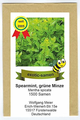 Grüne Minze, Spearmint - Mentha spicata - 1500 Samen