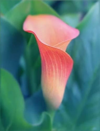 Calla Lily Bulbs Garden Crop for Planting Now UK Strong Plants That Grow Well Mix Golden Jade Carving Feels Beautiful Now Mixed