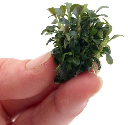 K2AQUA Bucephalandra Pygmy Live Aquarium Plant Tiny Iridescent Leaves Easy Care Low Light Epiphyte Foreground Nano Tank Shrimp Safe Freshwater Plant