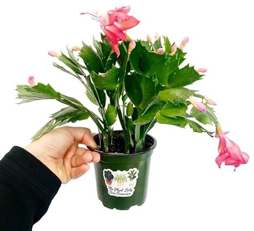 Planta Schlumbergera Viva Colorida Floración de Invierno para Ambientes Interiores – Cactus de Navidad
