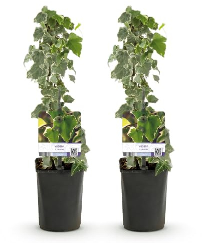 Edera Helix Rampicante, Interno ed Esterno, Verde, Vaso 11cm, Set di 2