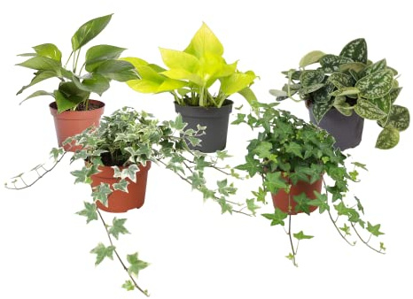 Plantas Trepadoras DECOALIVE Pack Aficionado: Potho Común, Potho Neón, Scindapsus Pictus, Hiedra Verde y Hiedra Variegata