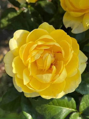 'Golden Smiles' Standard Rose (100cm) - Clusters of Golden Yellow Blooms - Potted Standard Rose Tree