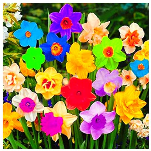 Mehrjährige Blumenzwiebel ist winterhart, Lebende Pflanzen, Seltene, Exotisch, Mysteriöse magische Glühbirne, Winterhart pflanzen, Blumenzwiebel Mix-4 Narzissen zwiebeln