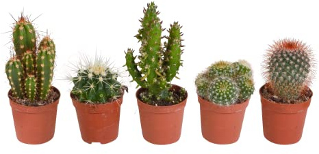Kakteen | Kakteen Mix | 5 Stück | diverse Sorten | Ø 5,5 cm | ↕ 8-13 cm | Pflegeleichte Zimmerpflanzen