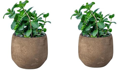 SMPLY. - Planta de Menta - Pack de 2 - Altura: 20 cm - Maceta 10 cm - Hierba Aromática de Interior y Exterior - Huerto Urbano y Jardín - Fácil Cuidado