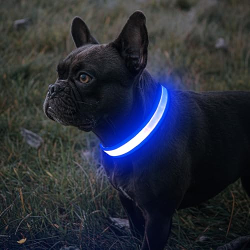 BiPawTi Leuchthalsband Hund Aufladbar, 3 Lichtmodi Beleuchtetes LED Sicherheitshalsband für Mittlere Hunde - Leuchtet Im Dunkeln Super Helle Hund Halsband für Nachtspaziergänge/Camping - Blau, M