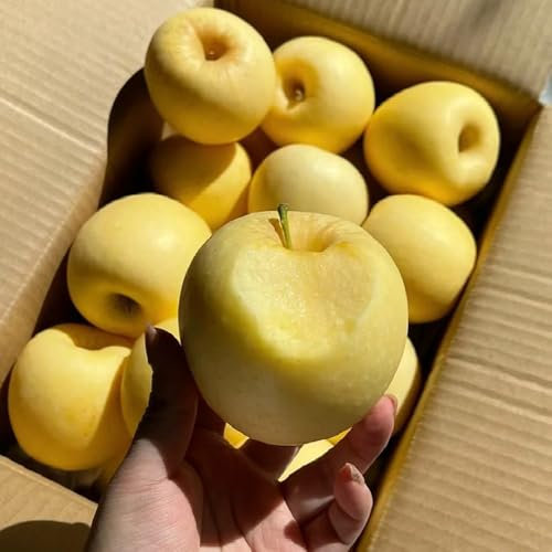 200 Pc Comprar Semillas De Manzano - Semillas De Bonsái, Plantas En Macetas Resistentes Al Exterior. Semillas De Manzana Para Plantar, Fruta Fresca, Plantas Resistentes Para Balcón