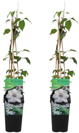 Bloomique - Lot de 2 - Clématite Miss Bateman - Vigne forestière - Blanc - Plantes grimpantes - Plantes de jardin - Rustiques - Pot 15 cm - 70-80 cm de haut