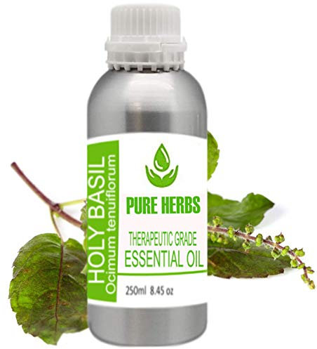 Pure Herbs Holi Basilikum (OCIMUM Sanctum), reines und natürliches therapeutisches Öl, 250 ml