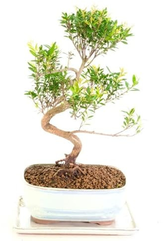 Bonsái Syzygium Buxifolium Natural Árbol Fácil de Cuidar