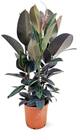 Attitude Garden - Ficus elastica abidjan - gummiväxt - 70-80 cm - ⌀ 24 cm - krukväxt