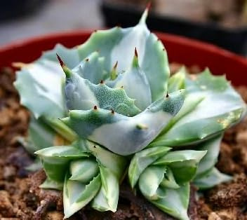 Vivaio Garden Forest Agave Shoji Raijin Variegata Vaso 8,5 cm