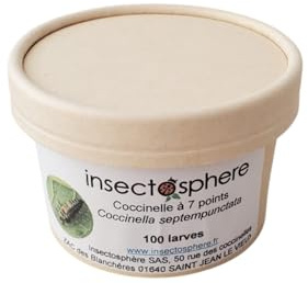Larves de coccinelles à 7 points contre les pucerons du potager ou du rosier. Format : 50 à 1000 larves. (100 Larves)