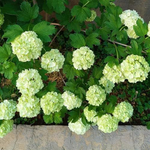 Semi di ortensia, Semi di ortensia Le da giardino sono resistenti semi di campo 300pcs