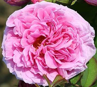 Rose Bush - Traditional Pink Old English Scented Rose Bush in a 5 Litre Pot Ready to Plant