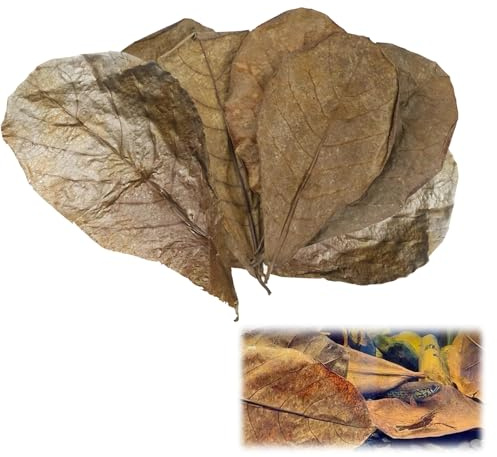 10 Stück indische Mandelblätter, Aquarium Zubehör, Catappa-Blätter reduzieren Stress Garnelen, Aquariumpflege, niedriger pH-Wert für Aquarien