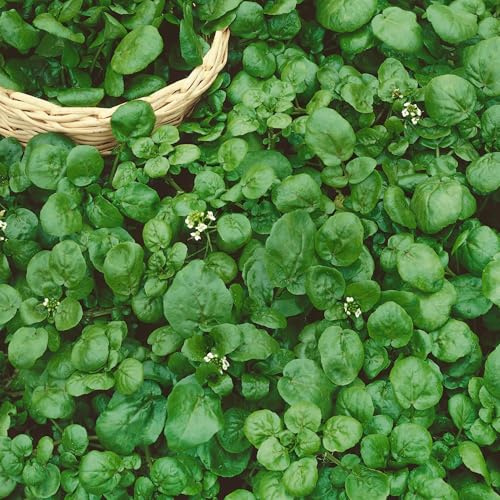 Organic Watercress Cress Seeds 0.25 Oz ~5,500 Seeds – Non-GMO, Heirloom, High-Germination Leafy Greens for Microgreens, Hydroponics, Salad Greens, and Indoor or Outdoor Growing