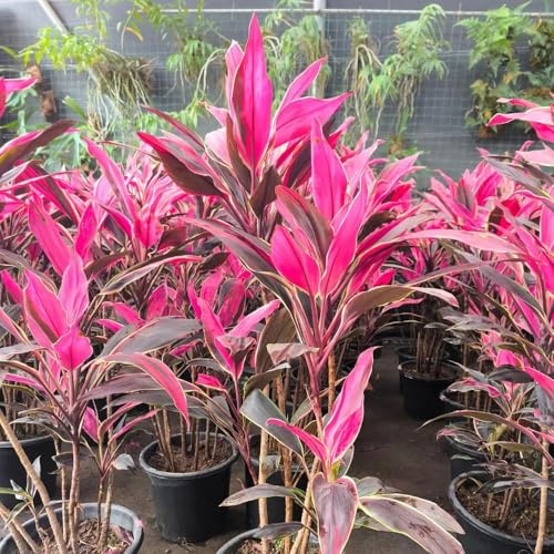 semi di giglio club per balcone da resistenti decorazione all'esterno da giardino 30pcs