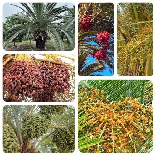 15 piezas Semillas resistentes de palmera datilera - semillas semillas de pasto de abejas Cama elevada para árbol bonsái. variedades antiguas semillas regalos de jardín regalo de