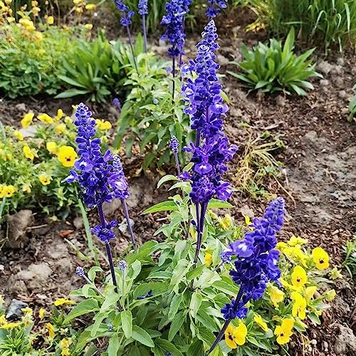 semi di salvia - da giardino del giardino roccioso sul balcone da appartamento esotiche esotiche resistenti all'esterno, pieno sole serra 40pcs