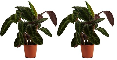 Bloomique - Calathea Warscewiczii - Pfauenpflanze - Zimmerpflanzen - Luftreinigend - Haustierfreundlich - Höhe 50-70 cm - 19 cm Topf