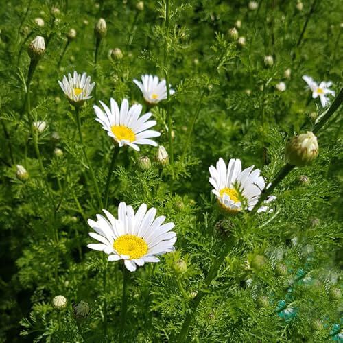 Semi di piretro, giardino Piretro Cinerariifolium, per luoghi soleggiati resistenti per giardino perenni semi di crisantemo 300pcs