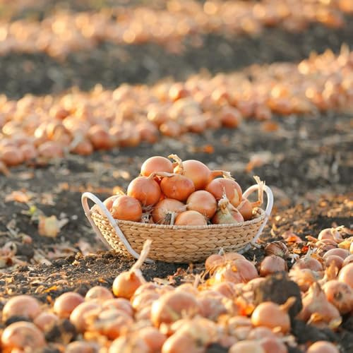 set di cipolle - semi da ombra, giardino in cucina cipolle invernali, giardino, idroponiche 500pcs