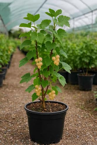 Grosella blanca - Ribes rubrum en Maceta de 2,5 litros