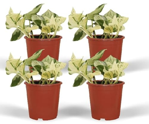 Efeutute – Epipremnum Happy Leaf (Scindapsus) – 4 Pflanzen– Ø12cm – Höhe ca. 15cm – Pflegeleichte Zimmerpflanzen mit hellgrünen Blättern & gelben Flecken – Kletter- & Hängepflanzen