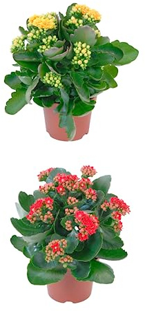 Duo de Kalanchoe Naturales Plantas con Hojas Carnosas Ideales para Decorar Cualquier Estancia del Hogar