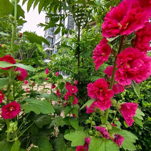 malvarrosas trepadoras orgánicas, de primavera malva loca los amantes de las jardín en el balcón semillas silvestres cortadas Semillas 130semillas