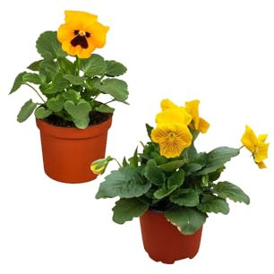 Kit 2 Pensamiento Naturales Plantas de Exterior para Jardines