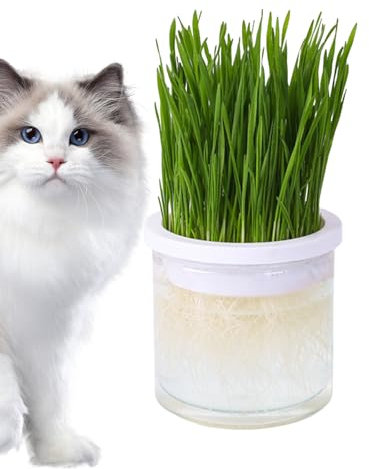 Honhoha Katzengras-Wachstumstopf,Klare Hydrokultur-Vase, Katzengras-Box | Haustierzubehör, Keimschale, einfach zu züchten für Katzen im Innen- und Außenbereich, verhindert Haarballen und fördert