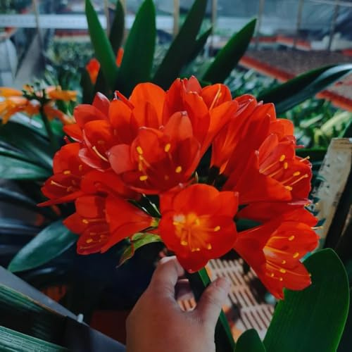Semillas de clivia, silvestres, variedades tradicionales, resistentes para decoración oficina, 400pcs