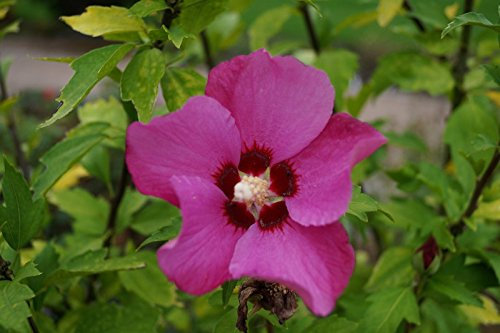 Hibikus blaurote Blüte Roseneibisch Woodbridge Hibiscus syriacus Woodbridge Containerware 40-60 cm