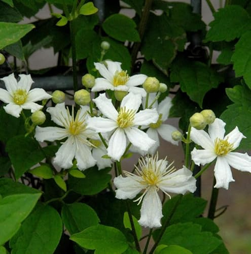 Waldrebe Summer Snow 60-80cm - Clematis - lebende Gartenpflanze aus den Baumschulen