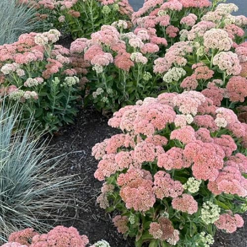 semi di sedum - sedum semi per aiuole, esotiche resistenti borracina resistente da ombra, giardino balcone, balcone succulente resistenti 220pcs