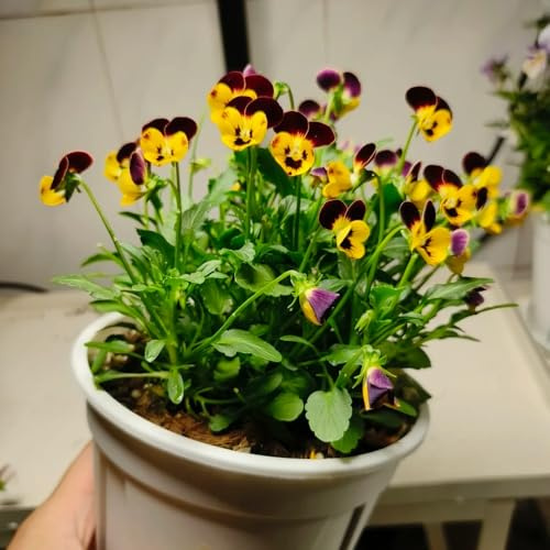 stiefmütterchen, bodendecker winterhart mehrjährig blumenstauden pflanzensamen exotisch balkonblumen outdoor schnittblumen balkonpflanzen seltene kletterpflanzen deko wohnzimmer 950samen
