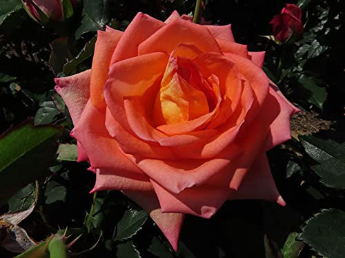 Dear Dad - 5.5lt Potted Hybrid Tea Garden Rose Bush - Eye Catching Salmon Edged Blooms with Yellow centres and Silver Reverse Petal- Repeat Flowering- The Perfect Dad Gift - Exclusive
