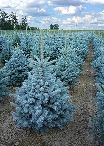 Abete blu pino argentato Picea pungens Super Blue Seedling albero di Natale pianta in vaso ø30 cm h. 60/80 cm Vivaio di Castelletto