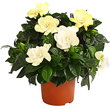 Planta para el Hogar Gardenia Planta Gardenia Jasminoides