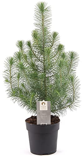 Echte Weihnachtskiefer Xmas Kiefer Weihnachtsbaum Zwergpflanze getopft