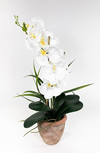 Seidenblumen Roß Orchidee 60cm im Terracottatopf GA künstliche Phalaenopsis Blumen Kunstblumen (Weiß)