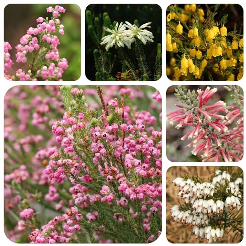 Heidekraut, stauden winterhart mehrjährig kräuterpflanzen zimmerpflanzen sträucher garten blühende sträucher winterhart exotische geschenke für gartenliebhaber 300Samen