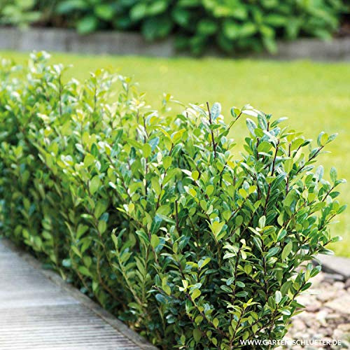 Ilex 'Robustico' - Idealer Buchsbaumersatz - Immergrün, Winterhart, Schnittverträglich - Pflegeleichte Hecke, Beeteinfassung, Formgehölz Kugel formbar - Im 2 Liter Container - Liefergröße 25-30 cm